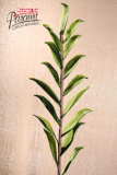 Kvet dekor,zel.103cm 3-95G