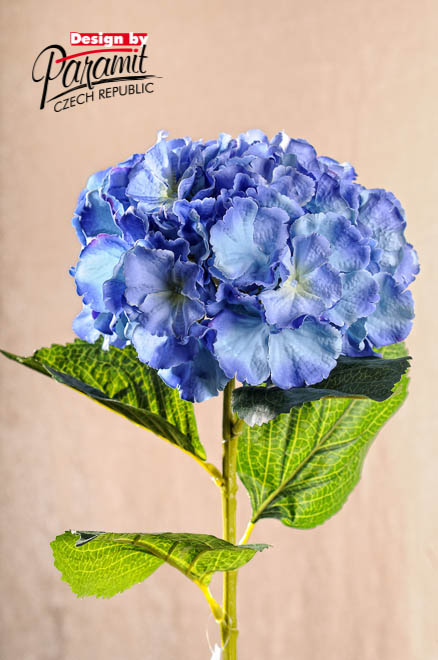 Hortenenzia modra 82cm F105B