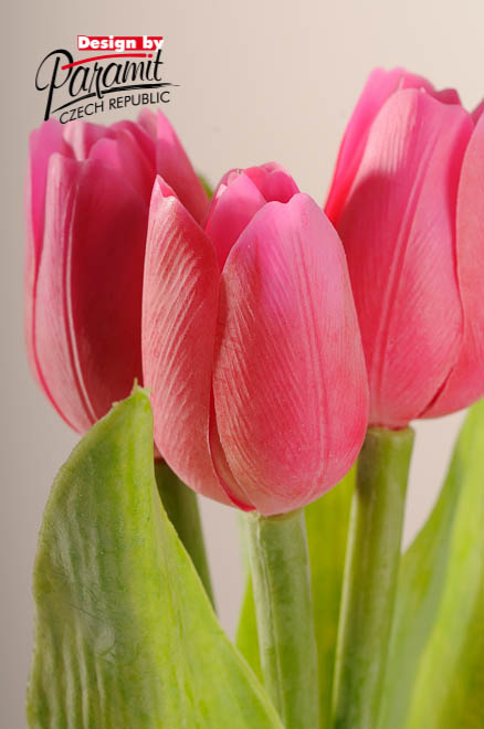 Tulipan kvet 40 cm 107R6cerveno ruzova