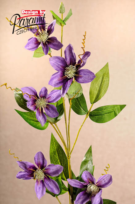 Klematis fial.78cm F220-L