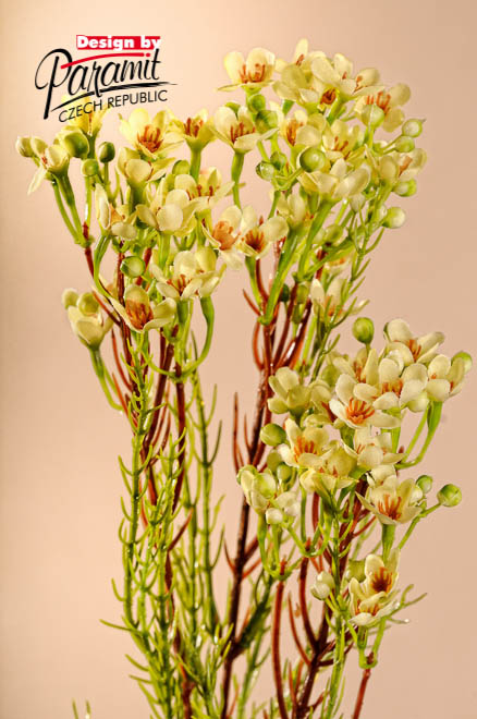 Waxflower biel.78cm F222-W