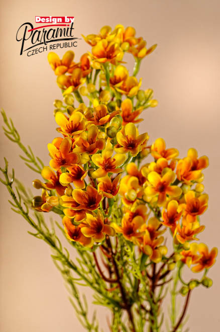 Waxflower zlt.78cm F222-Y