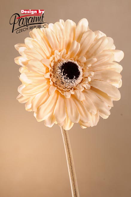 Gerbera 53cm cream F248-C