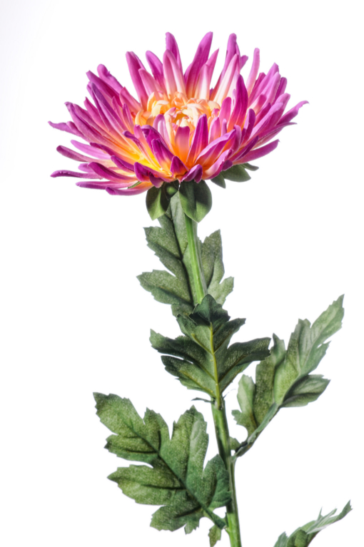 Chryzamtema 60cm F15-L