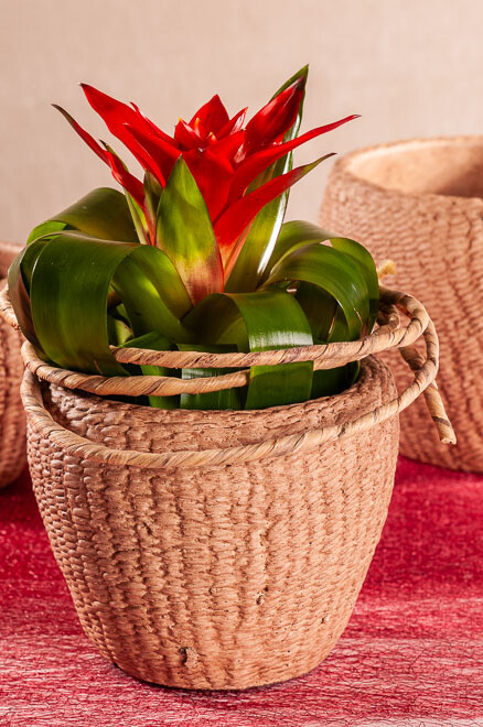 Stromboli obal 16cm  454-16