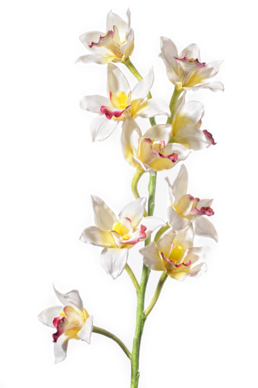 Cymbidium 75cm F17-W