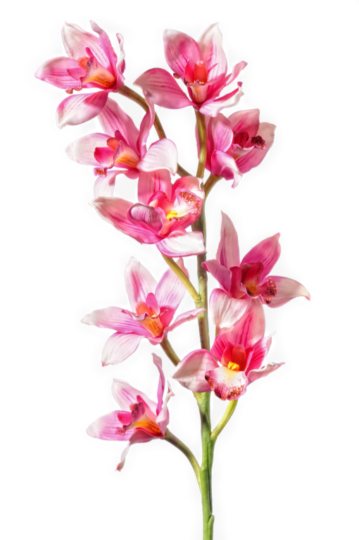 Cymbidium 75cm F17-P
