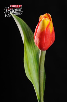 Tulipan kvet 40 cm 107 R červeno  žltá
