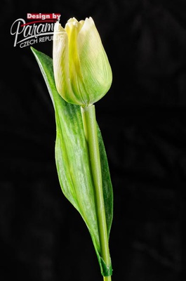 Tulipan kvet 40 cm 107 G1 sv. zelená
