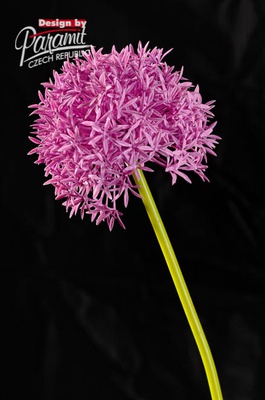 Cesnak maly.65cm 1001P