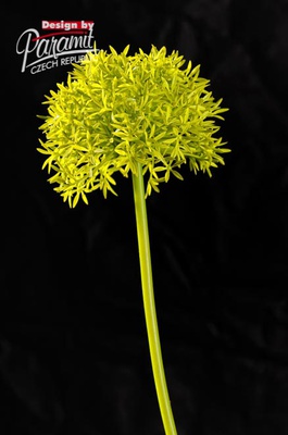 Cesnak maly.65cm 1001G