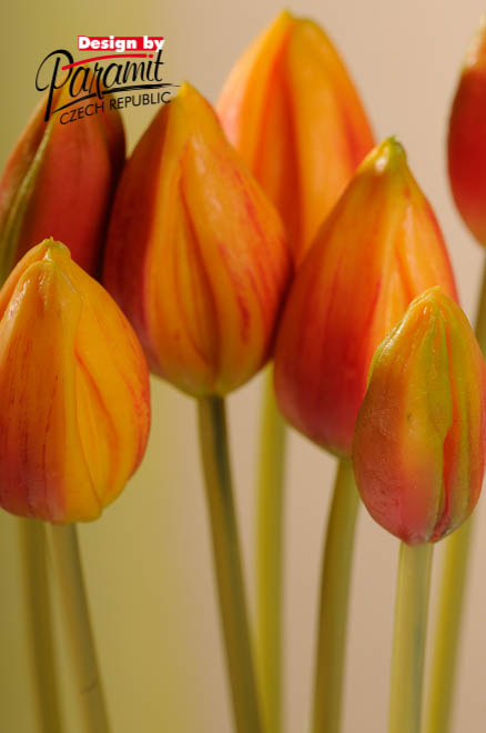 Tulipan kytica oranz45cm106O